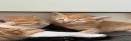 Mixed Breed cats for sale: 4 Beautiful Kittens Looking for Their Forever Home - Advert 4