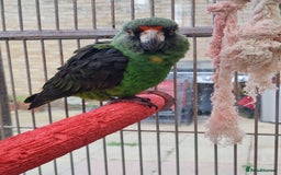 Parrots birds for sale: Jardines Parrot - Image 1