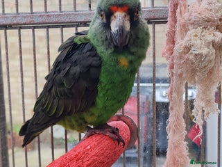 Parrots birds Jardines Parrot - Advert 2