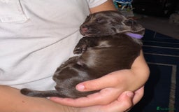 Sprocker dogs for sale: Sprocker Puppies - Image 8