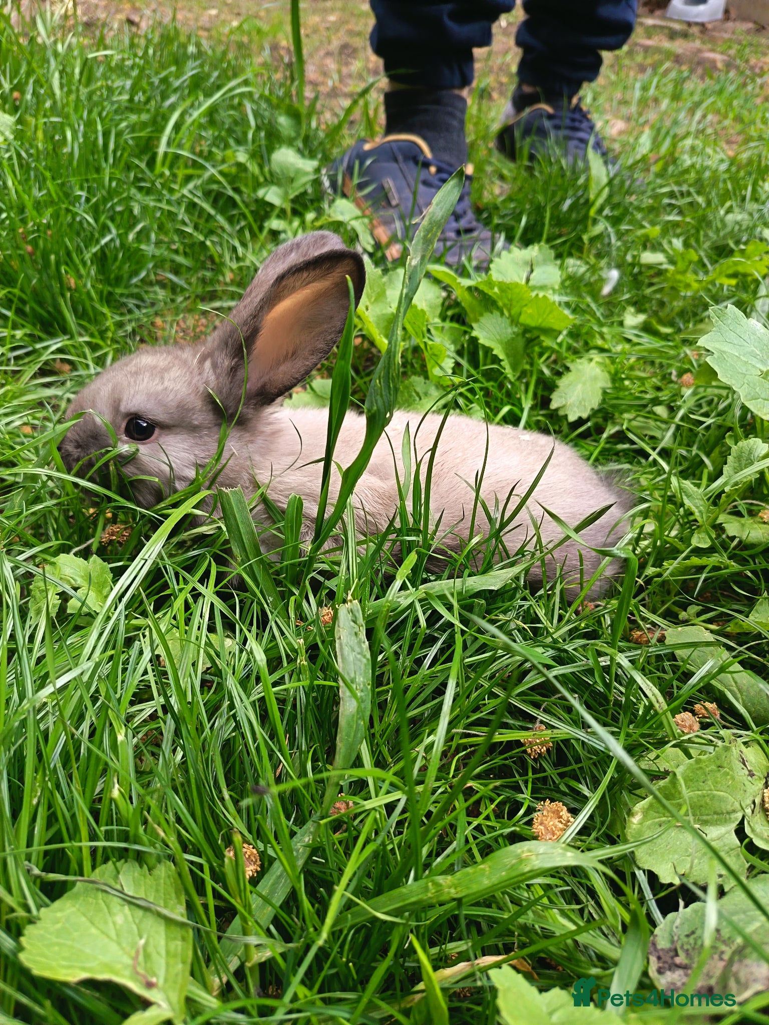 French Lop rabbits Last baby boy  - Advert 16