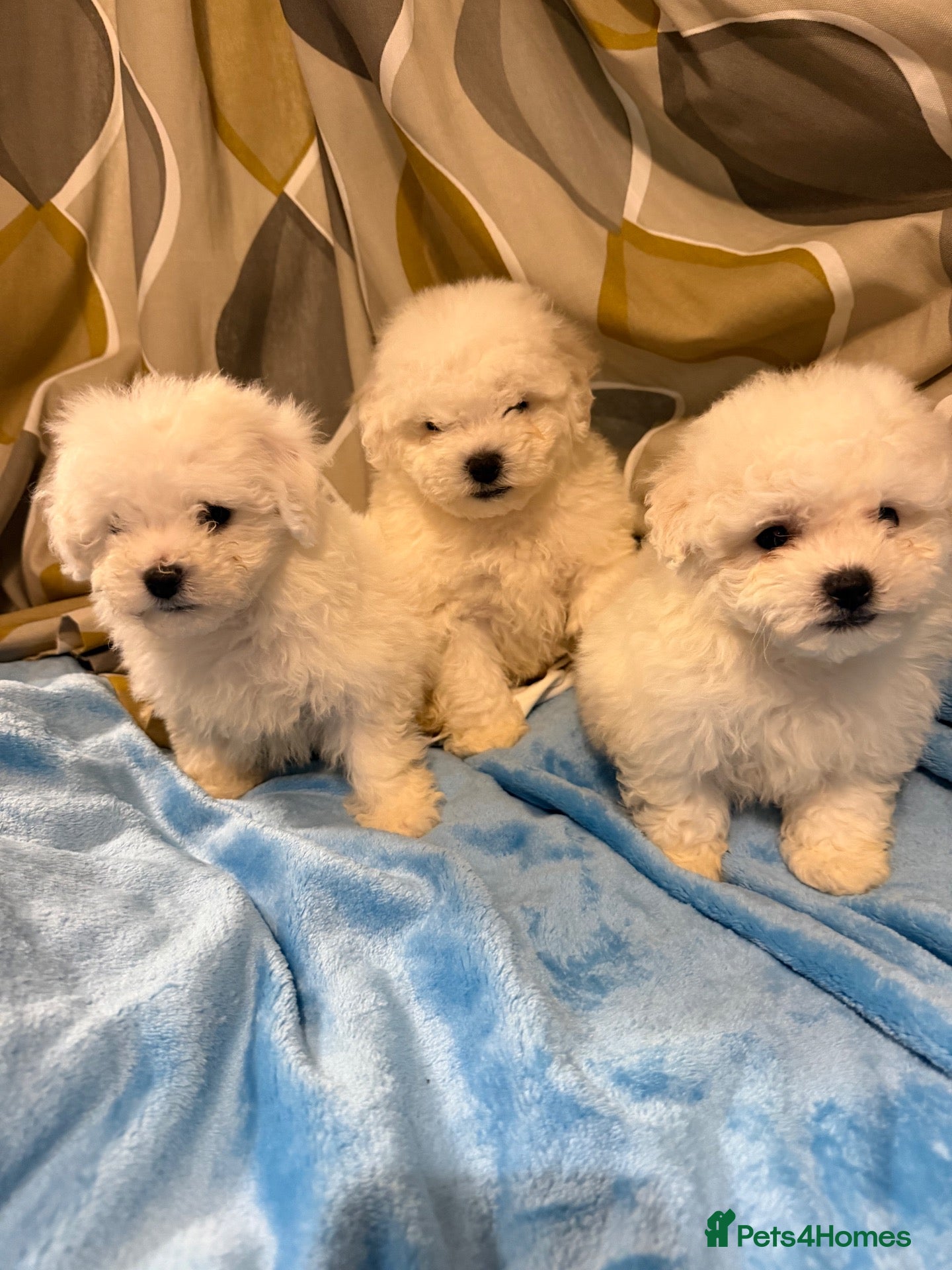 Bichon Frise dogs Bishon Frise Puppes  - Advert 2