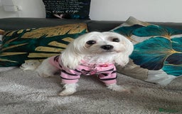 Maltese dogs for sale: 🌟KC STUNNING half-Korean Maltese puppies 🌟 - Image 13
