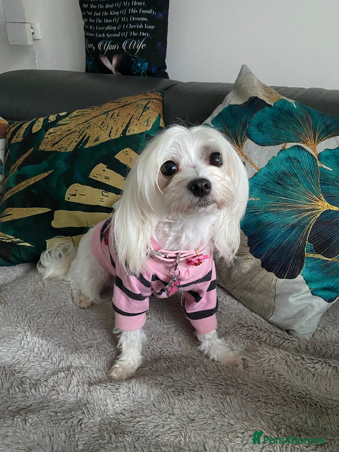 Maltese dogs for sale: 🌟KC STUNNING half-Korean Maltese puppies 🌟 - Image 13
