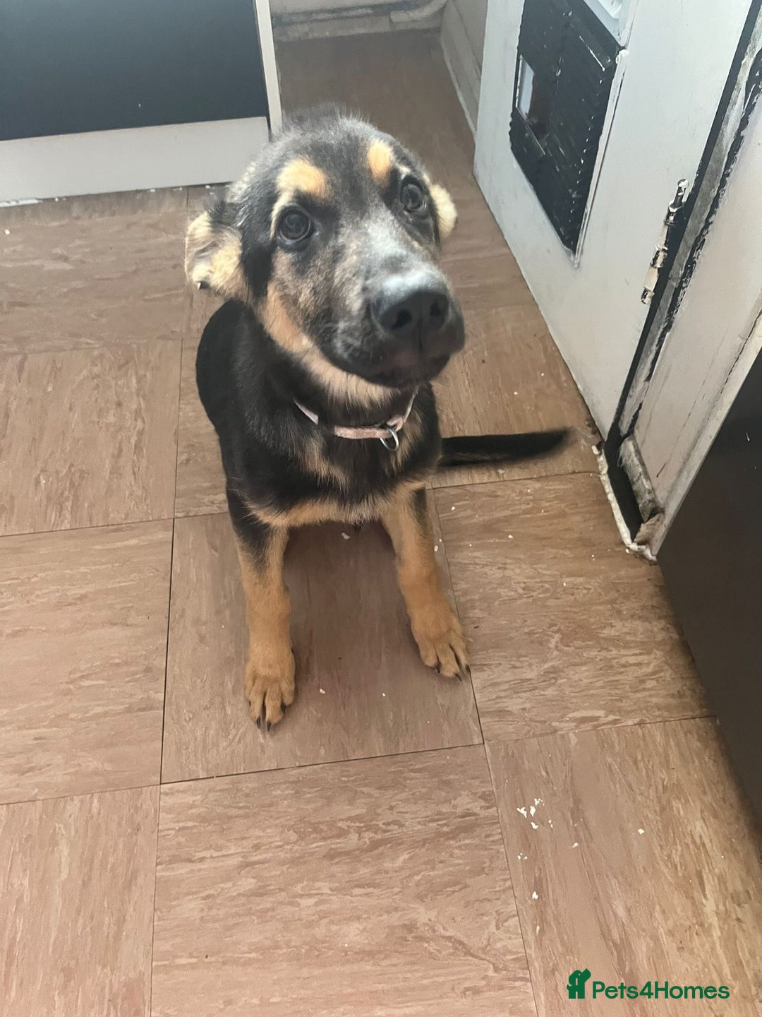 German Shepherd dogs for sale: REDUCED!! LAST short hair german shepherd female - Image 5