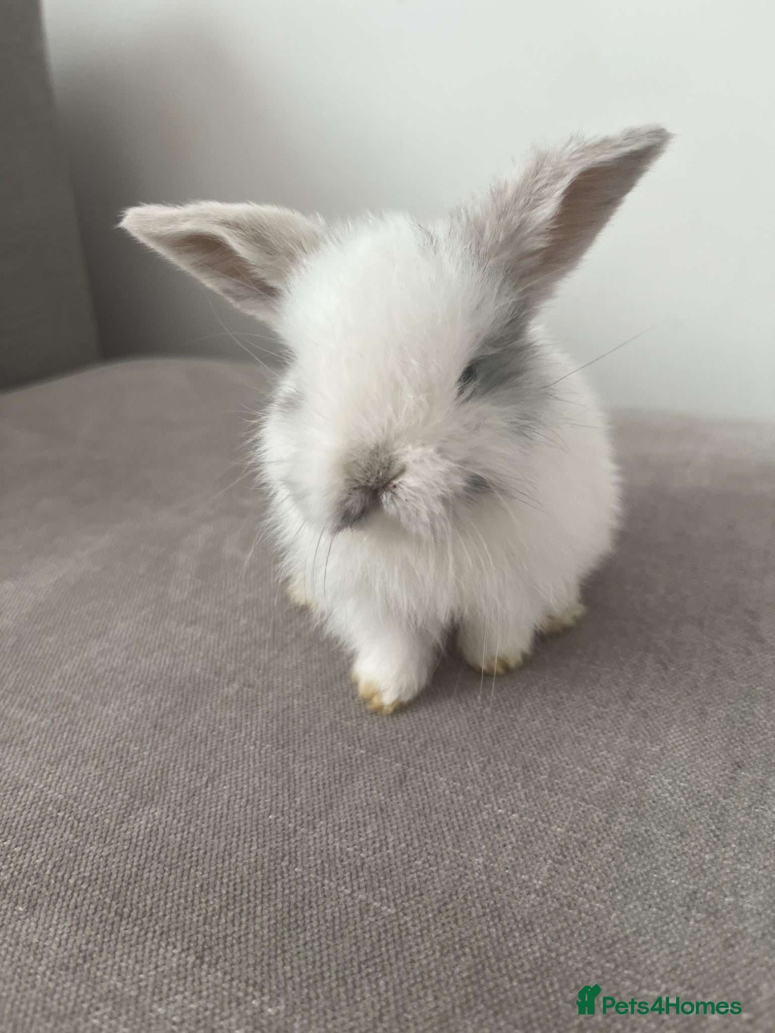 Mini Lop rabbits 🐰Pure Bred Mini Lop Female – Broken Blue White - Advert 1