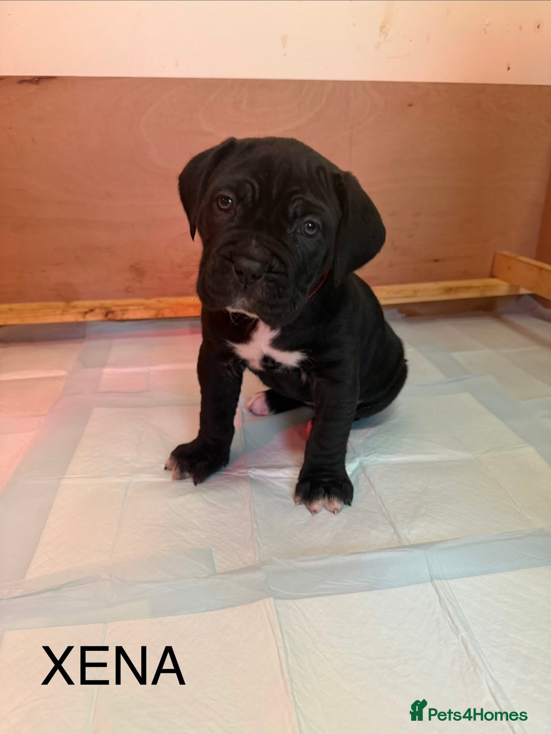 Cane Corso dogs for sale: *PRICE DROP* HUGE STUNNING FULL PEDIGREE FEMALES - Advert 13