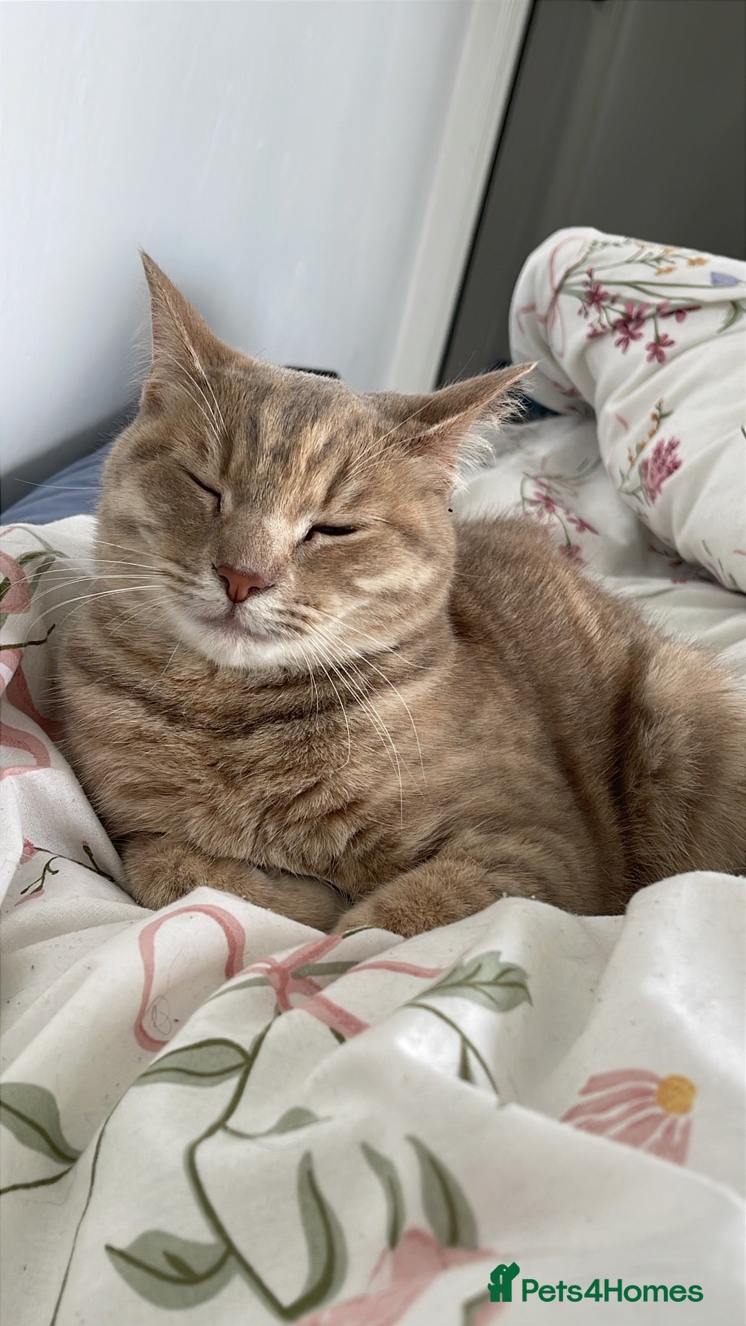 Mixed Breed cats Coco (British shorthair) x (Persian x Angola) - Advert 6