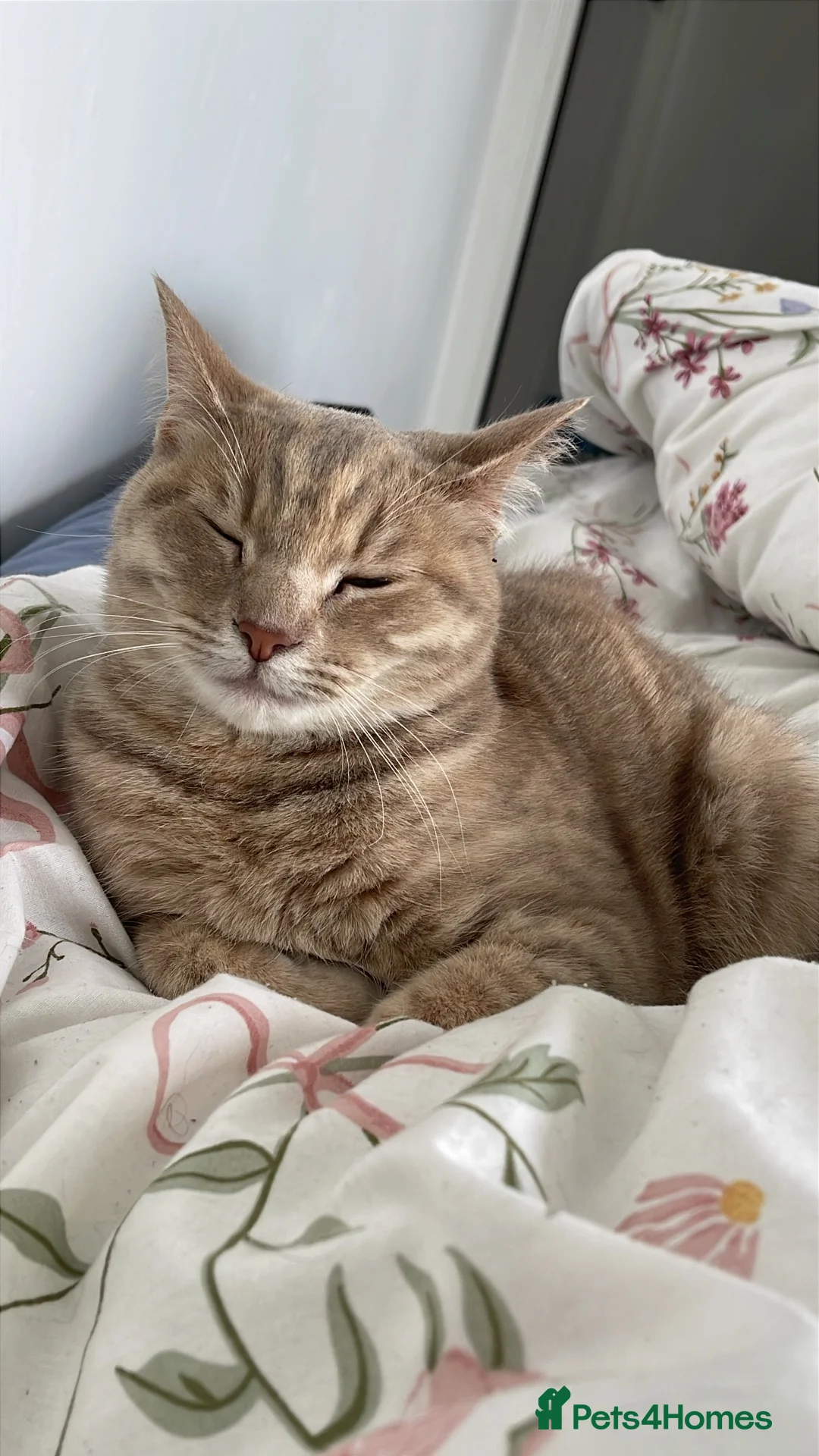 Mixed Breed cats for sale: Coco (British shorthair) x (Persian x Angola) - Advert 1
