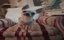 Mixed Breed dogs for sale: Jack russel cross chichuhua puppies Jackawawa - Image 5