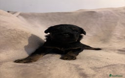 Mixed Breed dogs for sale: Gorgeous Puppies for sale - Image 1