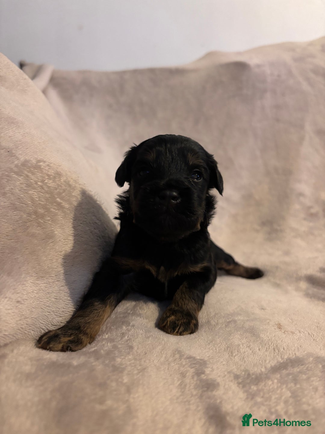 Mixed Breed dogs for sale: Gorgeous Puppies for sale - Image 1