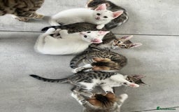 Bengal cats for sale: 7 Bengal x Tabby Kittens for Sale.  - Image 18