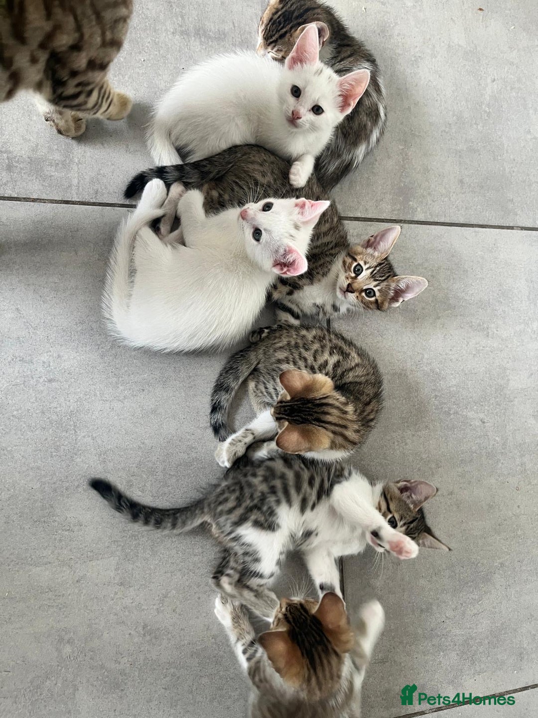 Bengal cats for sale: 7 Bengal x Tabby Kittens for Sale.  - Image 18