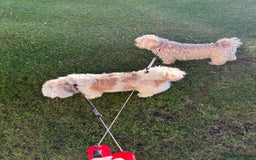 Mixed Breed dogs for sale: DOG WALKING-check description  - Image 2
