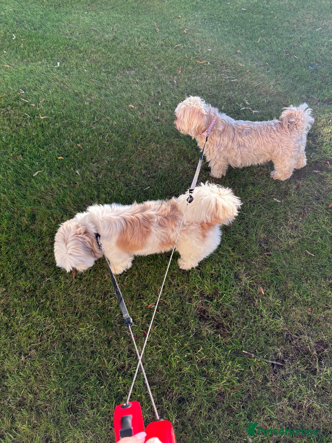 Mixed Breed dogs for sale: DOG WALKING-check description  - Image 2
