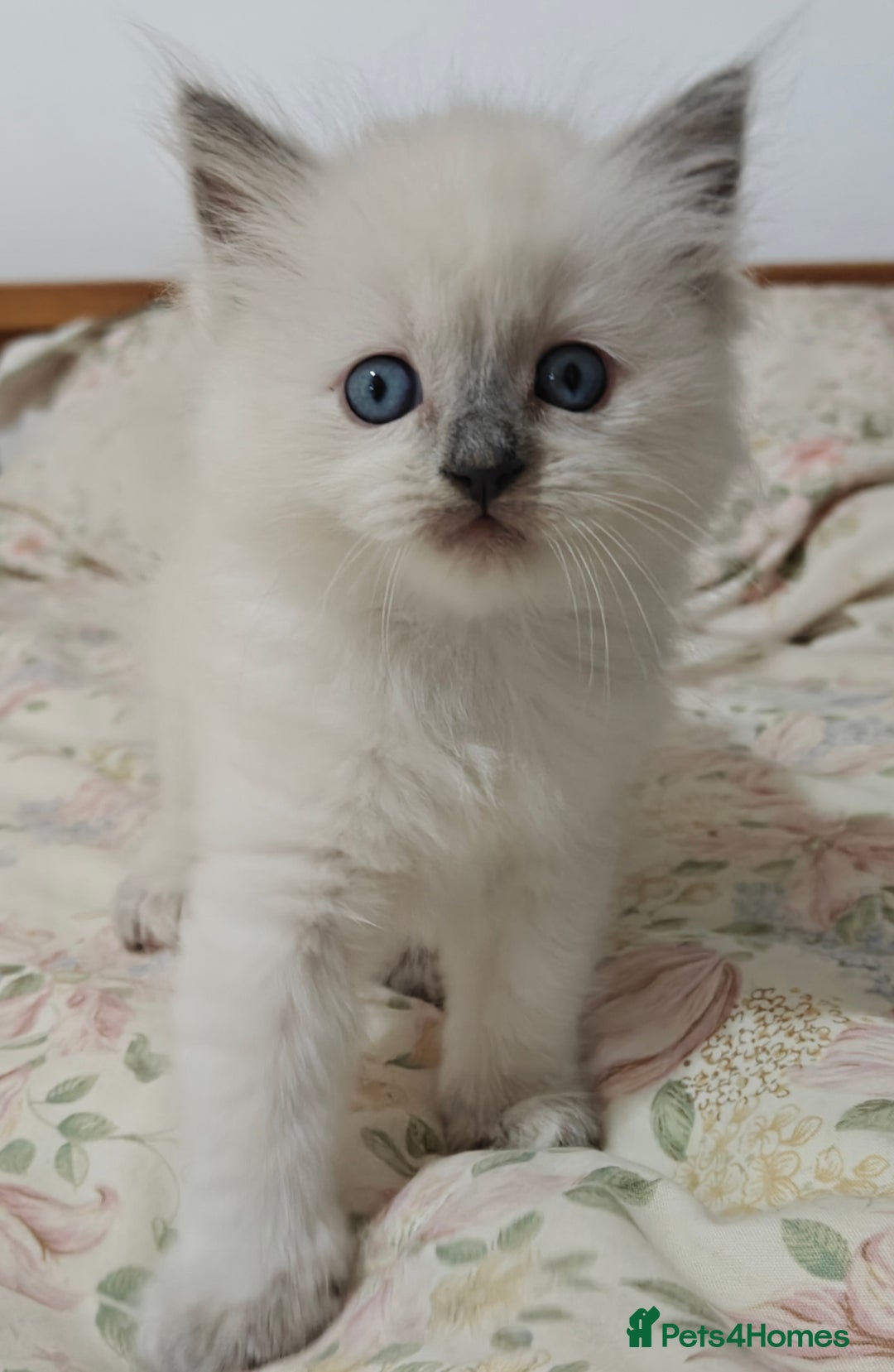 Ragdoll cats for sale: GCCF Ragdoll girls - Advert 8