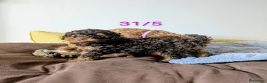 Toy Poodle Puppy 2