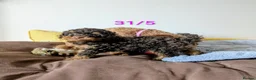 Toy Poodle dogs for sale: Toy poodle puppies KC  - Advert 3