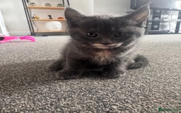 Maine Coon cats for sale: Beautiful Maincoon mix  - Image 19