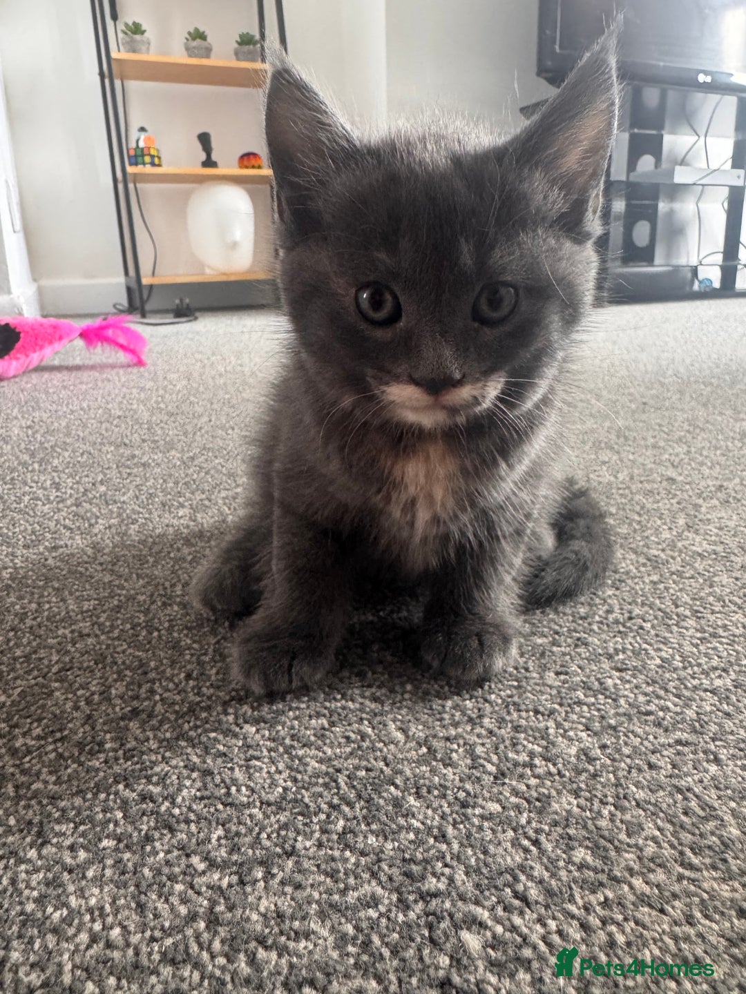 Maine Coon cats for sale: Beautiful Maincoon mix  - Image 19