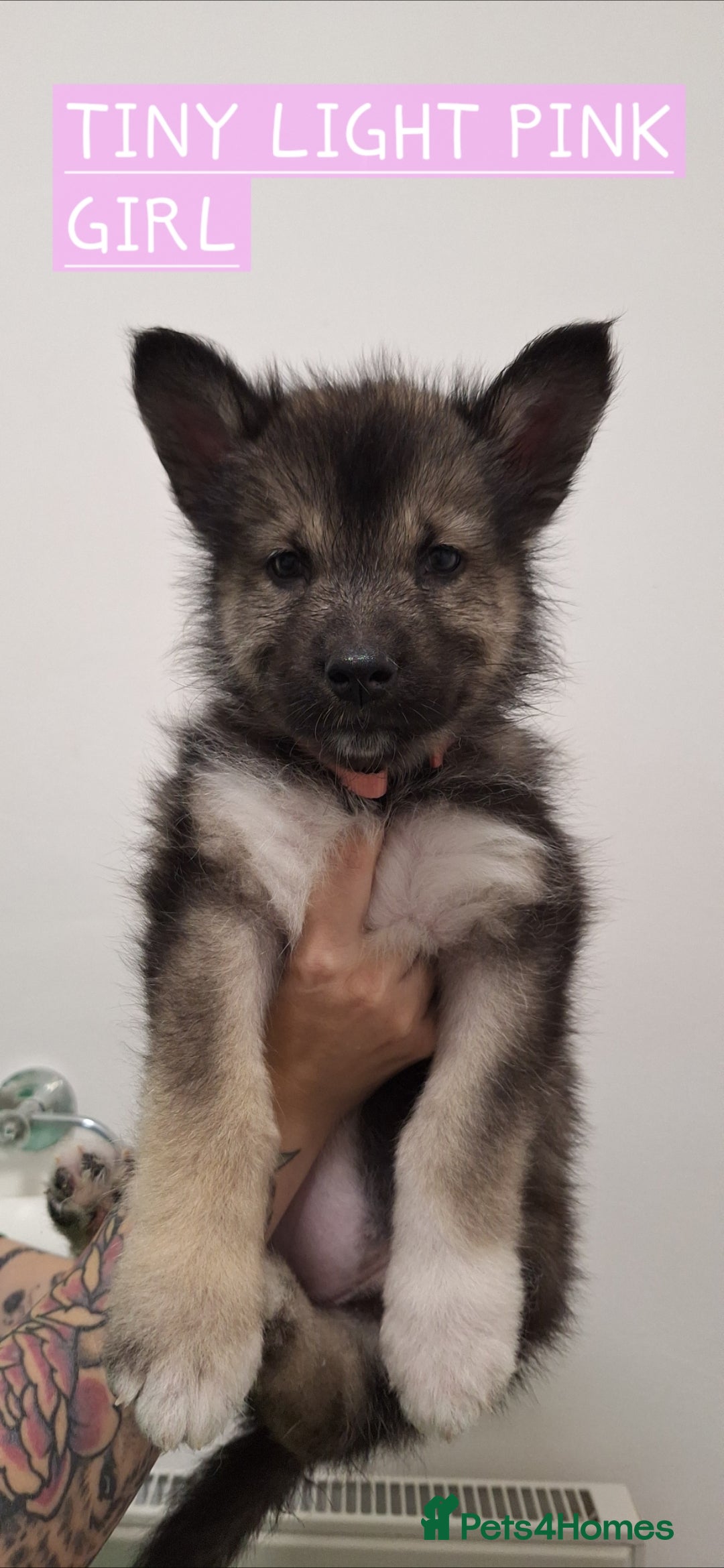 Mixed Breed dogs Last remaining Alaskan Shepherd - Advert 2