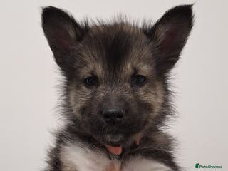 Mixed Breed dogs Last remaining Alaskan Shepherd - Advert 2