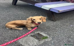 Miniature Dachshund dogs for sale: Bhodi  - Image 2