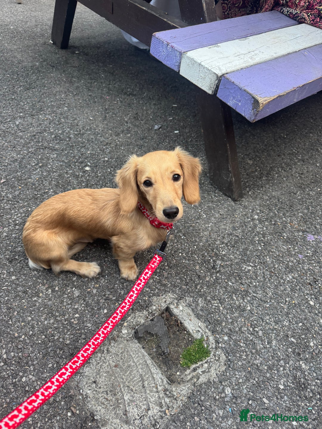 Miniature Dachshund dogs for sale: Bhodi  - Image 2