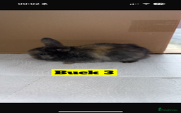 Mini Lop rabbits for sale: Purebred mini lops - Image 3