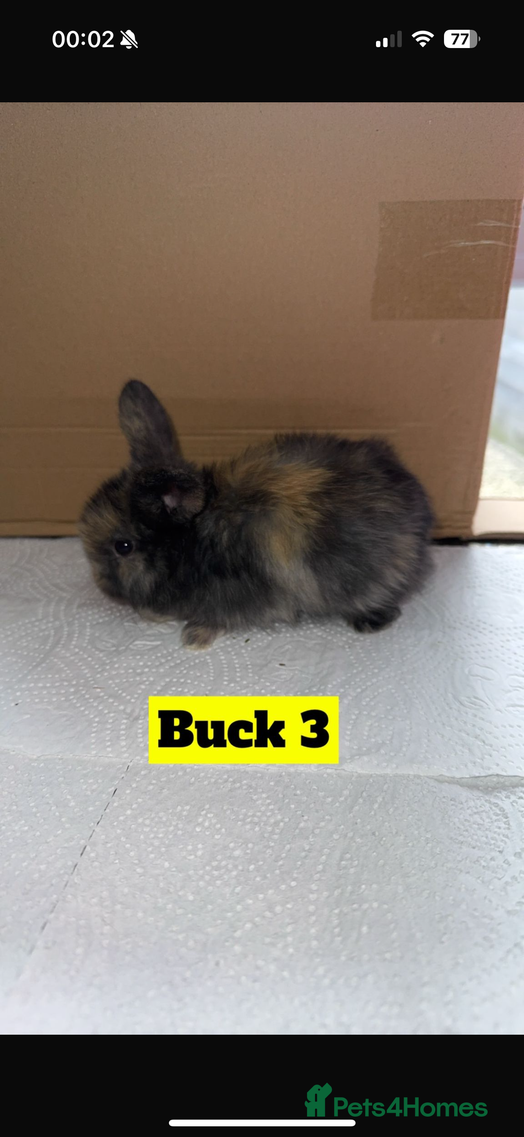 Mini Lop rabbits for sale: Purebred mini lops - Image 3