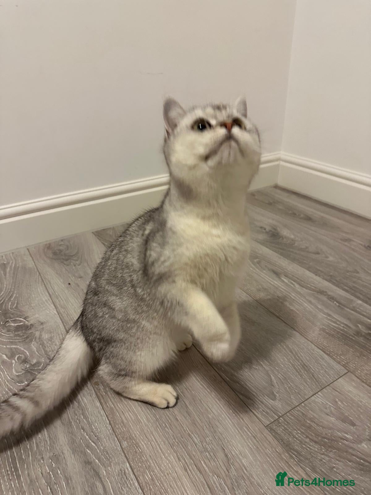 British Shorthair cats Silver Champion Line British Shorthair - Advert 8