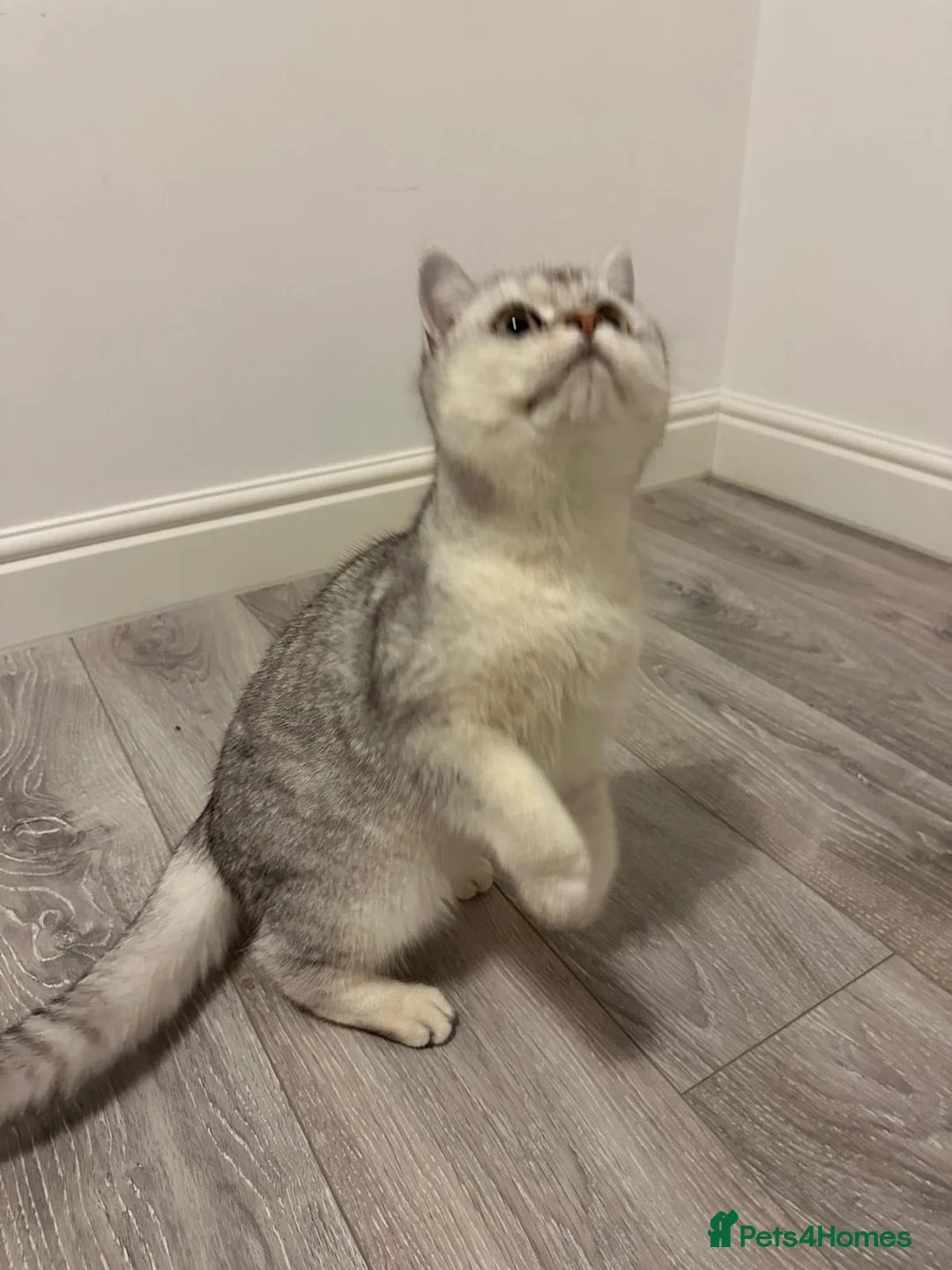 British Shorthair cats for sale: Silver Champion Line British Shorthair - Advert 1