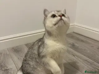 British Shorthair cats Silver Champion Line British Shorthair - Advert 6