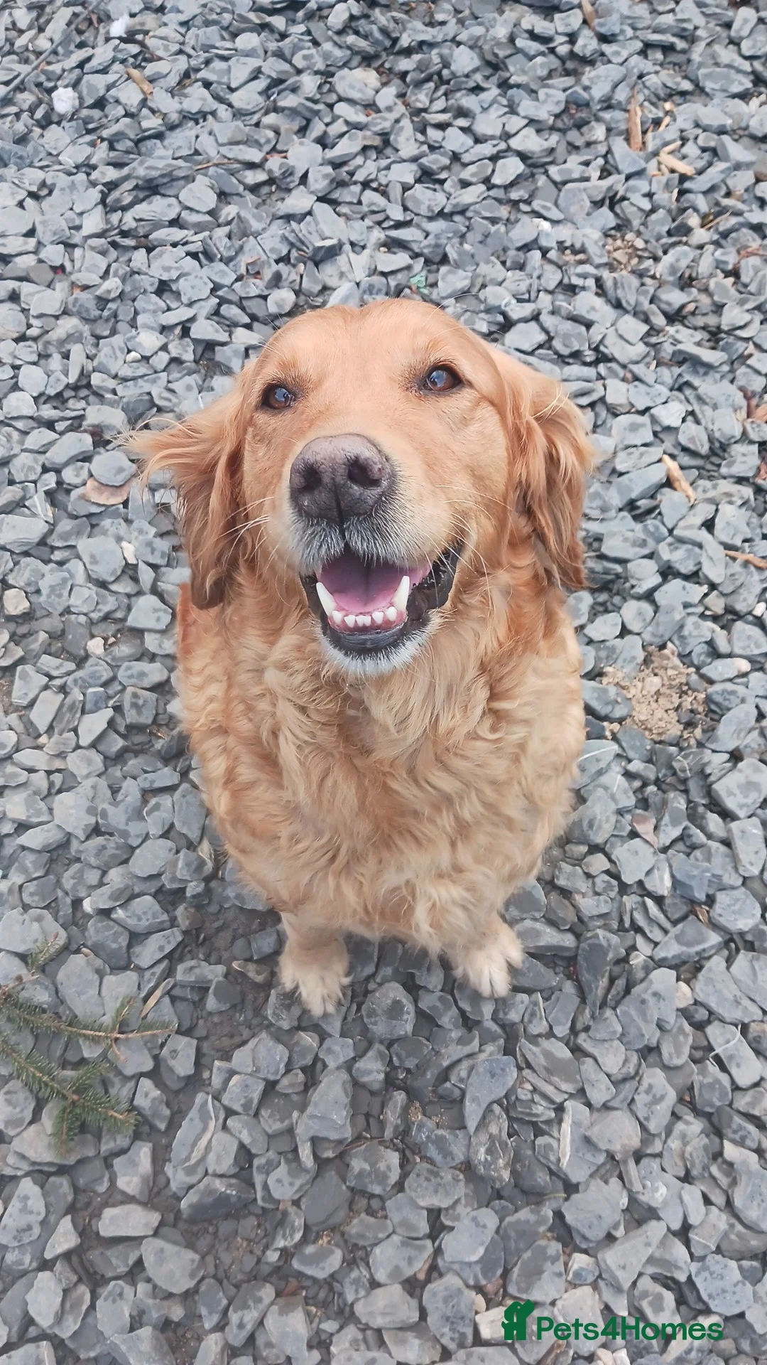 Golden Retriever dogs for sale: Pure golden retrievers - Advert 2