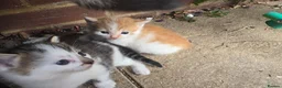 Mixed Breed cats for sale: little kittens are looking for new homes - Advert 3