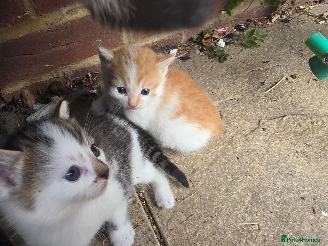 Mixed Breed cats for sale: little kittens are looking for new homes - Advert 3