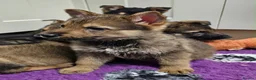 German Shepherd dogs for sale: KC Registered & Health Tested Working Line Puppies - Advert 33