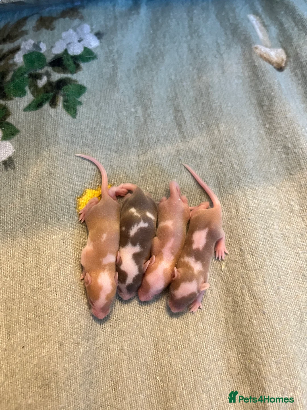 Mouse rodents for sale: Ethically Bred Fancy Mice - Advert 2