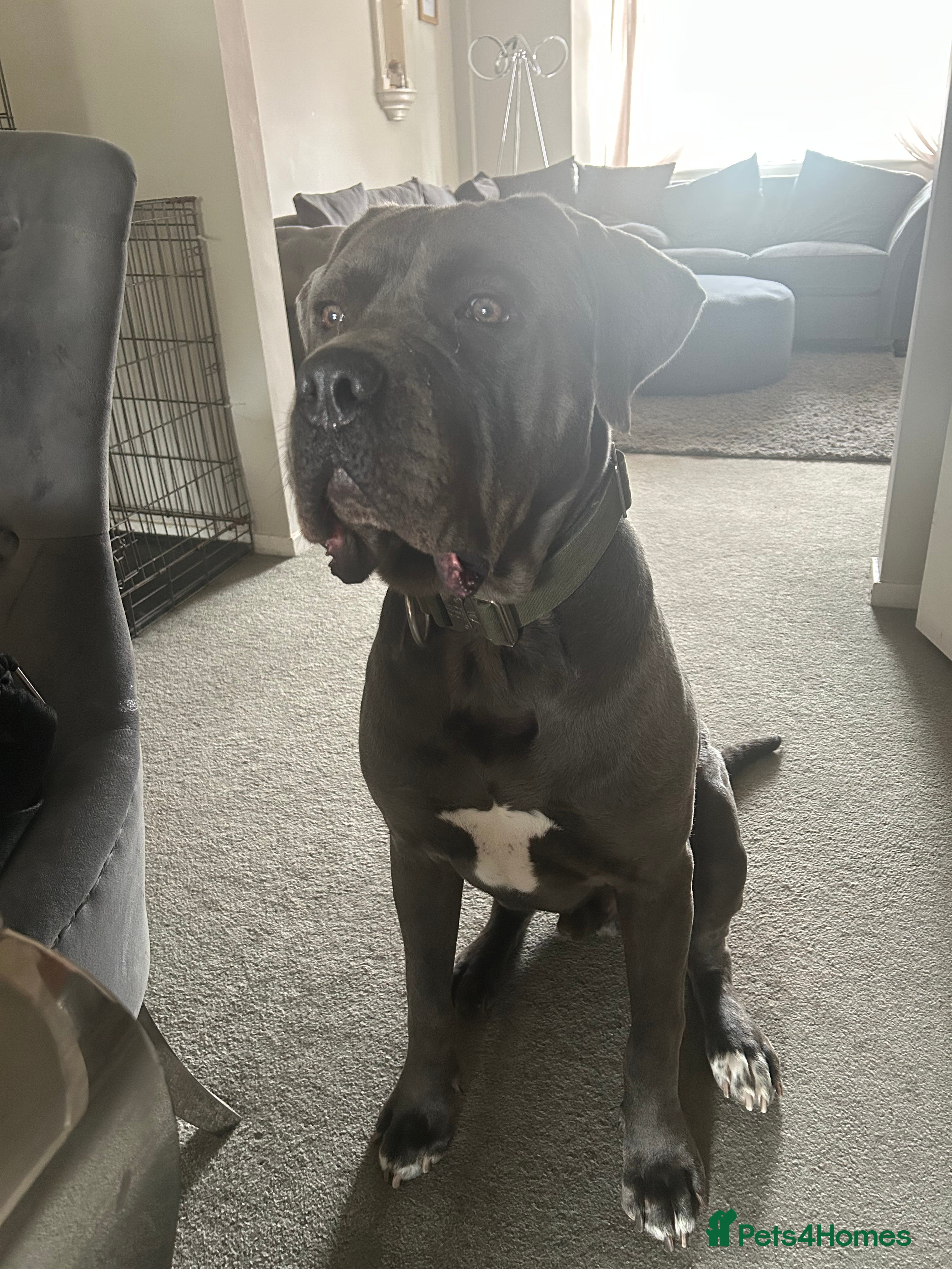 Cane Corso dogs 3 year old cane corso - Advert 1