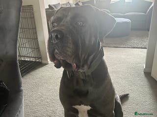Cane Corso dogs 3 year old cane corso - Advert 1
