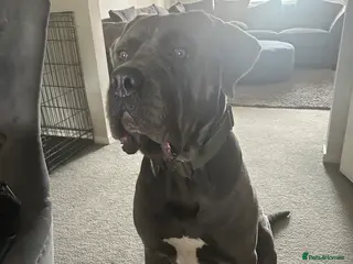 Cane Corso dogs 3 year old cane corso - Advert 19