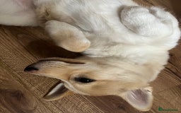 Mixed Breed dogs for sale: 💛Pomsky & Czechoslovakian Wolfdog Puppy Sisters🤎 - Image 6