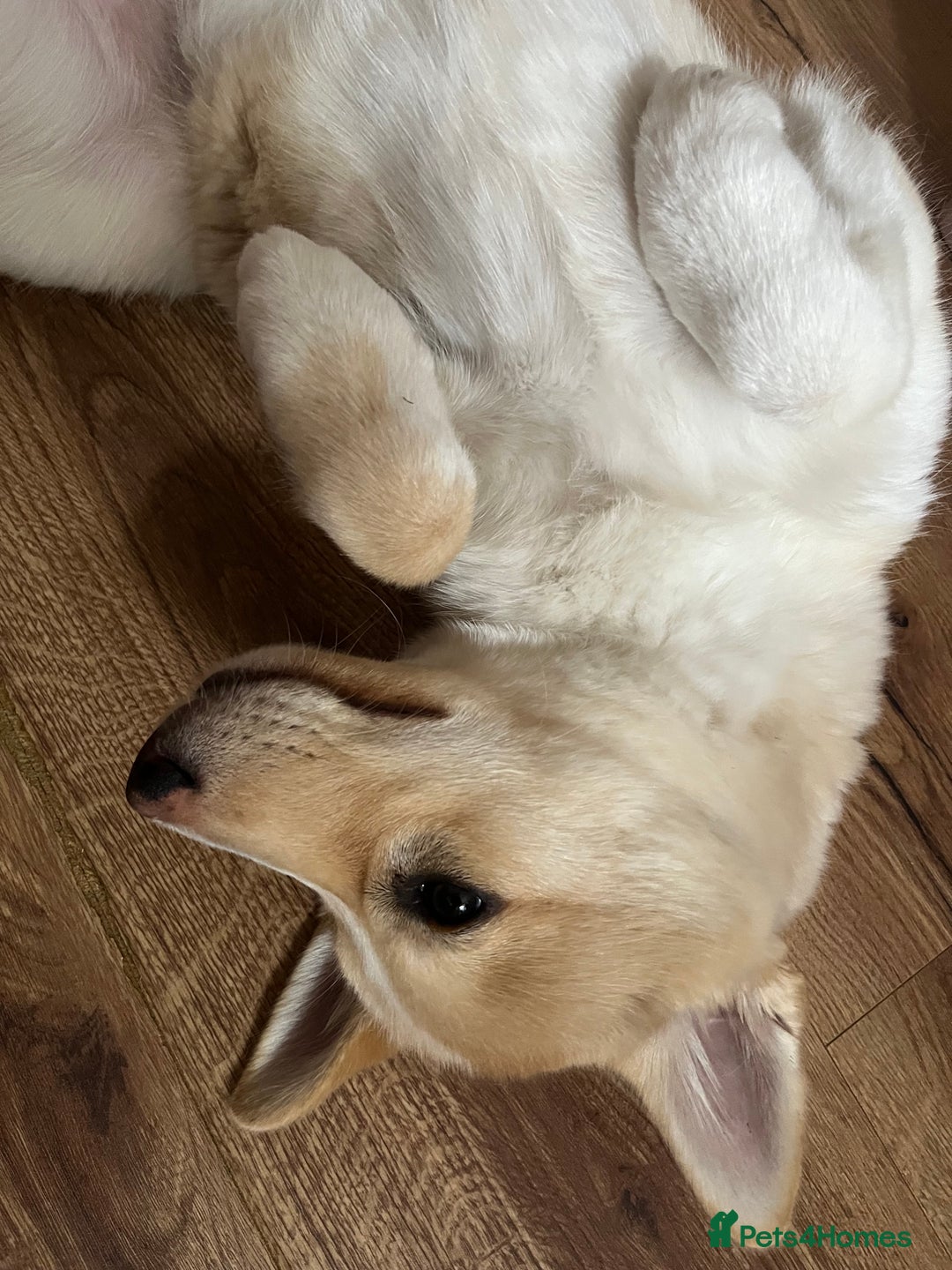 Mixed Breed dogs for sale: 💛Pomsky & Czechoslovakian Wolfdog Puppy Sisters🤎 - Image 6
