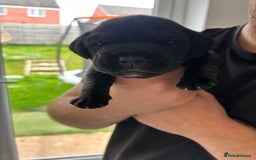 Mixed Breed dogs for sale: Cockerbull puppies for sale.  - Image 11