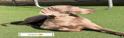 Weimaraner dogs for sale: Stunning pedigree pups-London, due on 24 July - Advert 4