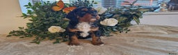 Cavapoo dogs for sale: stunning rare f1 cavapoo puppy health tested - Advert 3