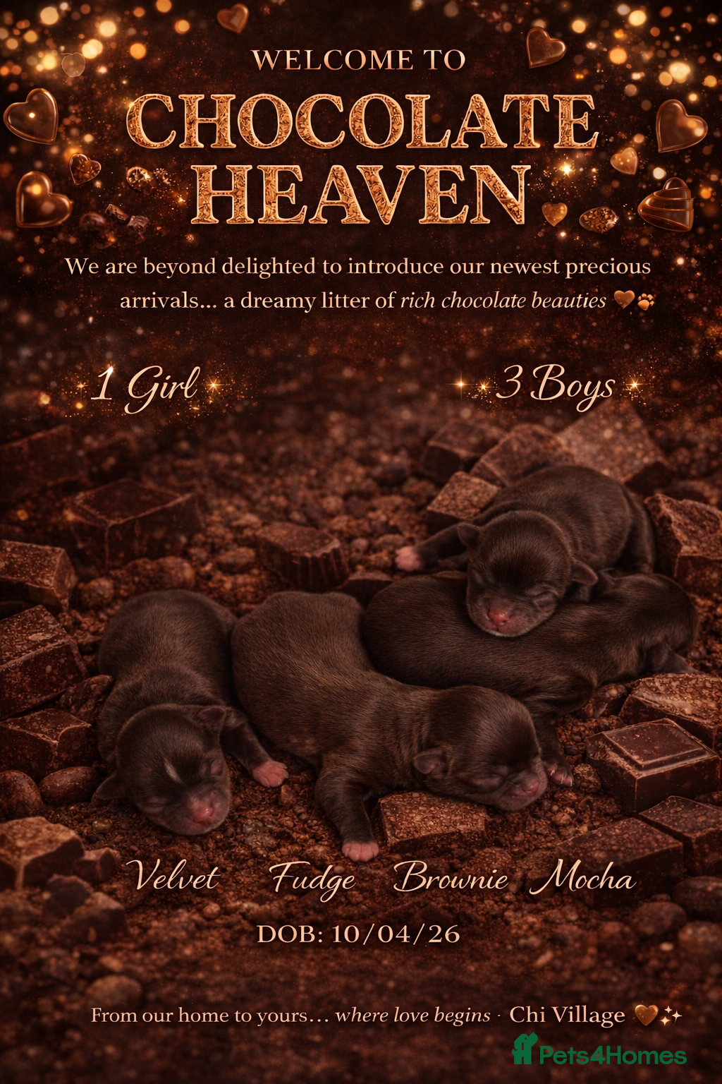 Chihuahua dogs 🤎 Last little chihuahua KC long coat girl left 🤎 - Advert 1