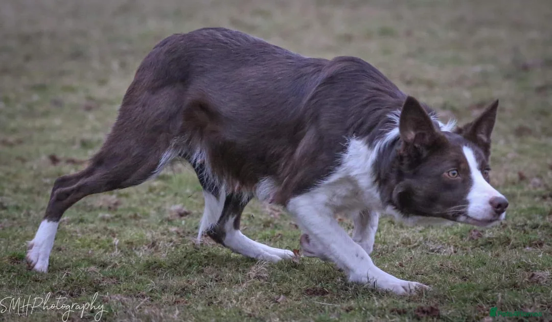 Border Collie dogs for sale: Handsome ISDS registered male puppy - Advert 14