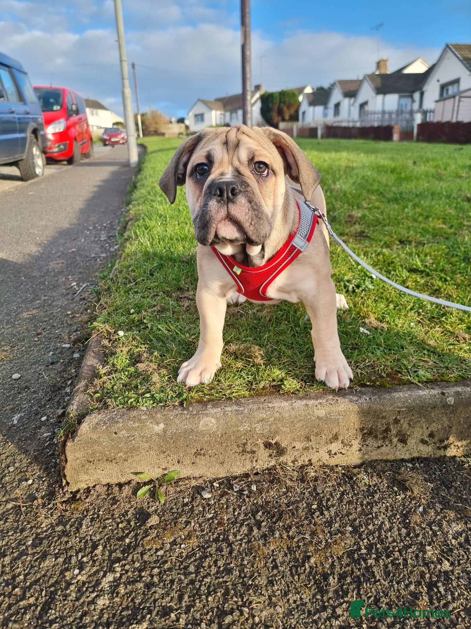 Olde English Bulldogge dogs Olde English bulldogge puppys - Advert 1